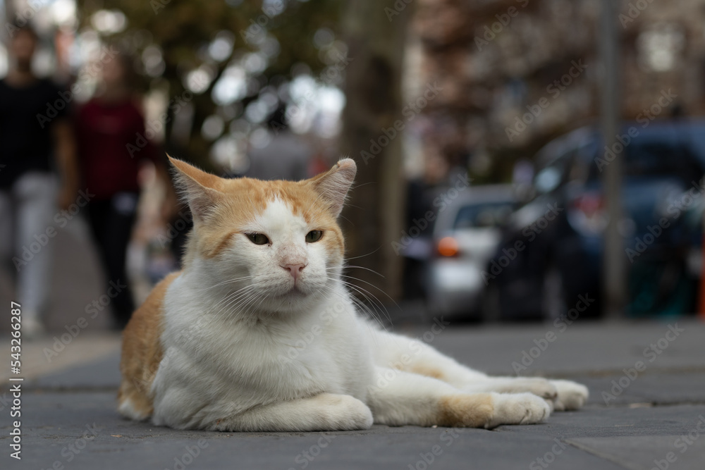 Homeless animals concept.Cute beautiful cat on the street. Homeless animals concept.Cute beautiful cat on the street.