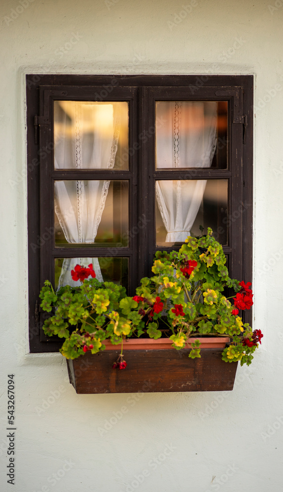 window with flowers, early autumn, peasant house, northern Croatia window with flowers, early autumn, peasant house, northern Croatia