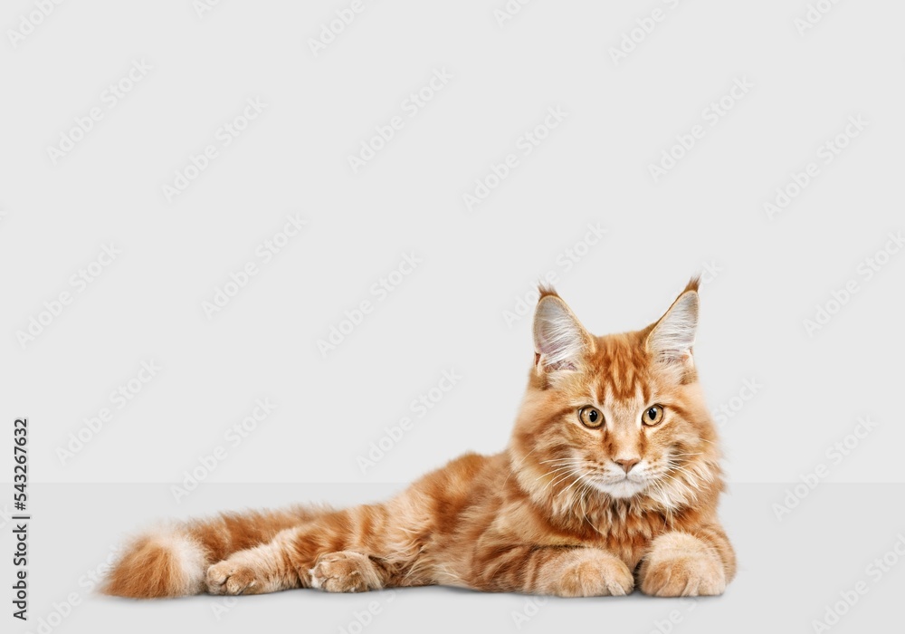 Obraz premium Cute domestic cat posing on background