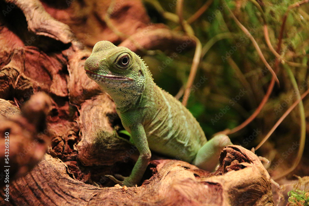 Fototapeta premium Dragon Physignathus cocincinus