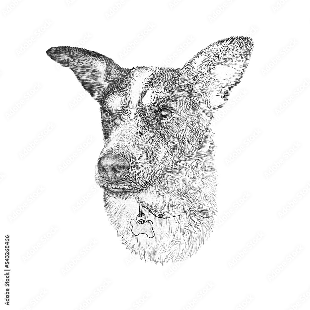 Rat Terrier Dog isolated on white splash background. Pinscher. Pencil sketch. Head of a cute lap dog. Hand drawn portrait. Realistic drawing. Animal art collection: Pets. Good for print on pillow