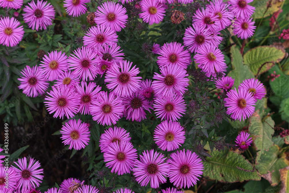 Herbstaster, Astern, Blüten, Blumen, Herbst Herbstaster, Astern, Blüten, Blumen, Herbst