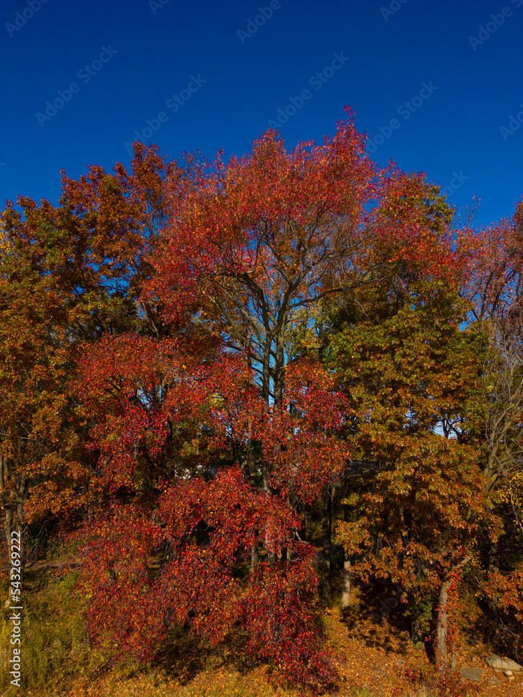 Fototapeta premium autumn trees in the forest