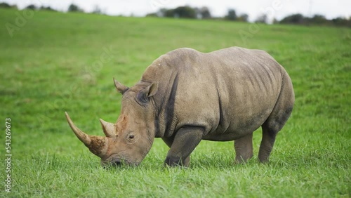 Mother rhino rhinoceros grazes on grass near infant calf at safari photo