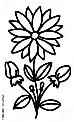 Fototapeta Naklejka Na Ścianę i Meble -  Line art flowers set. Collection of black and white thin linear flowers. Decorative illustrations, contour floral set. PNG with transparent background.