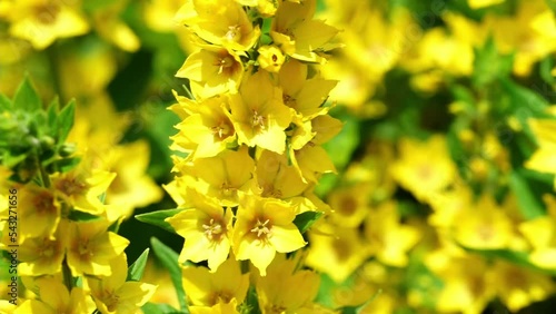 Yellow lysimachia or loosestrife is flowering plants, family Primulaceae. Сoncept of gardening and summer flowers.