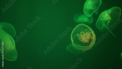 Jellyfish illuminated in green on a green background. Relax concept. Undersea world.