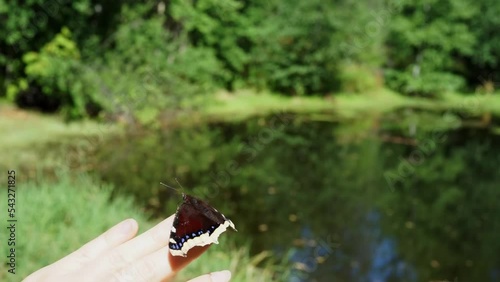 Butterfly Nymphalis antiopa or mourning cloak or Camberwell beauty sits on fingers against background of green forest and pond or lake. photo