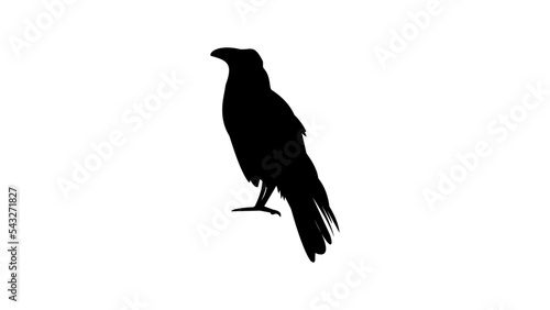 crow silhouette
