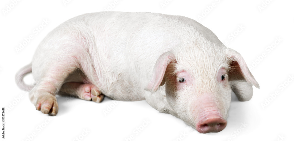 Pink Pig Lying Down on the Ground