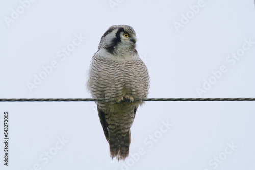 Northern Hawk Owl (Surnia ulula)