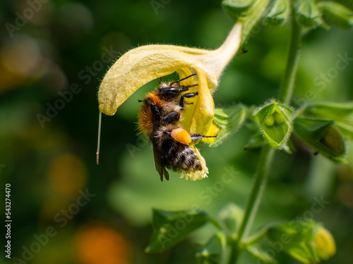 Bee in a flower with pollen on the legs. The insect is in a yellow blossom. Close-up of the wild insect in a German garden. The fine hairs on the body are visible. The environment is bee-friendly.