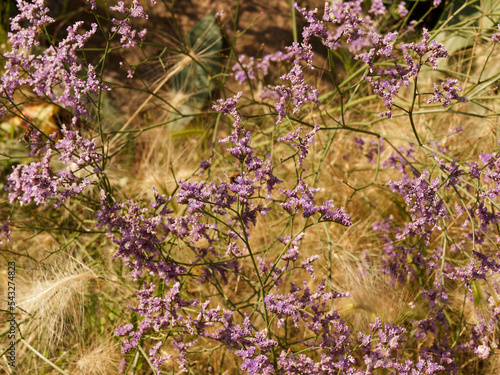 (Limonium gmelinii Hungaricum) Gmelin-Steppen-Schleier oder Meerlavendel  photo