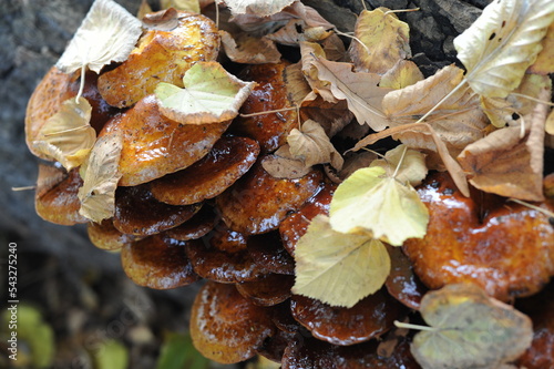 Wild brown mushroom fungus growing on a tree trunk in a forest or wood for medical use in autumn in Europe