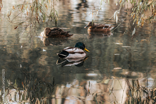 Dzikie kaczki pływają w stawie photo