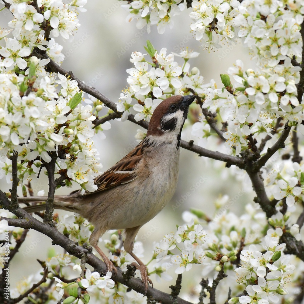 Eurasian tree sparrow, Passer montanus. In the wild Eurasian tree sparrow, Passer montanus. In the wild