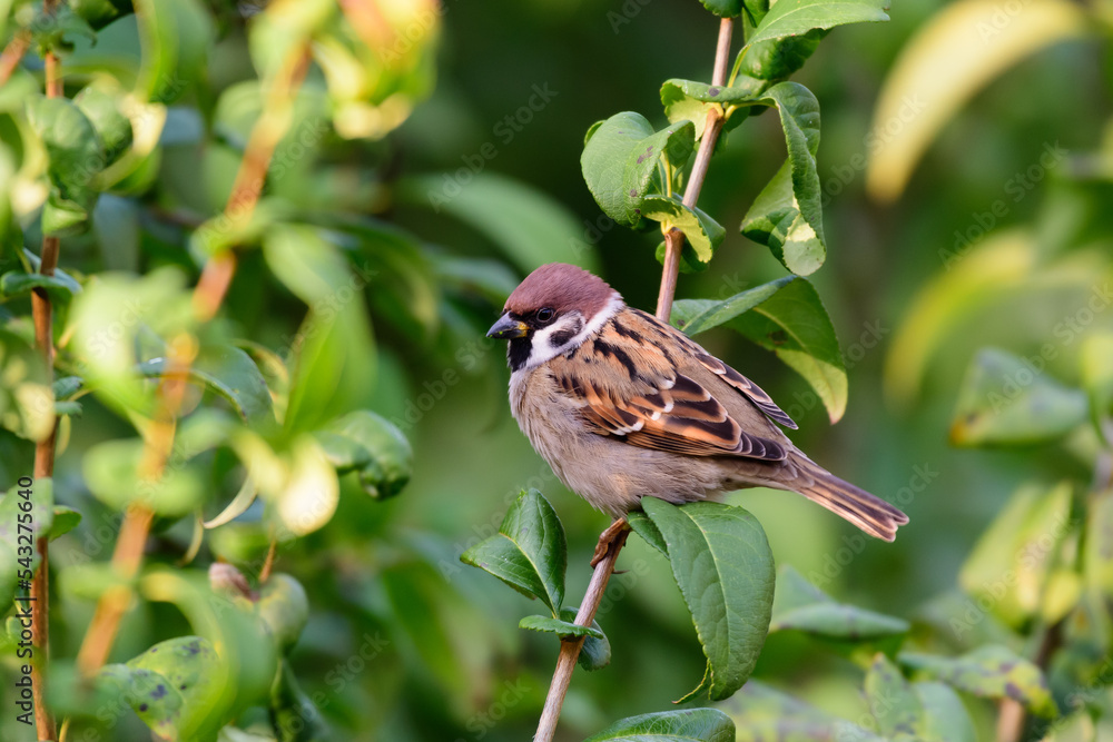 Fototapeta premium Eurasian tree sparrow, Passer montanus. In the wild
