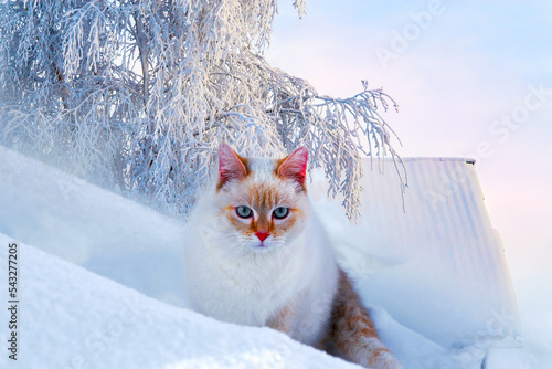 A fluffy white cat sits in the snow in winter near the branches of a fir tree in frost, a fantasy winter landscape