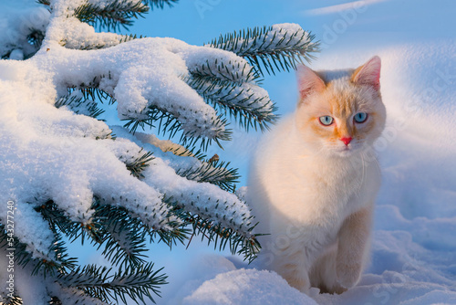 A fluffy white cat sits in the snow in winter near the branches of a fir tree in frost, a fantasy winter landscape