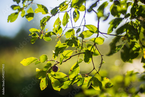 Ripe, juicy plum. Garden fruit tree. Beautiful natural rural landscape with strong blurred background. The concept of healthy food with vitamins.