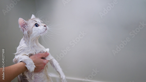 Photo Cat grooming in pet beauty salon