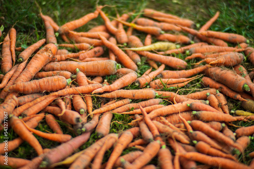 Carrot harvest collected in the garden. Plantation work. Autumn harvest and healthy organic food concept close up with selective focus