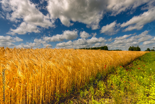 Golden wheat field at summer day with clouds above