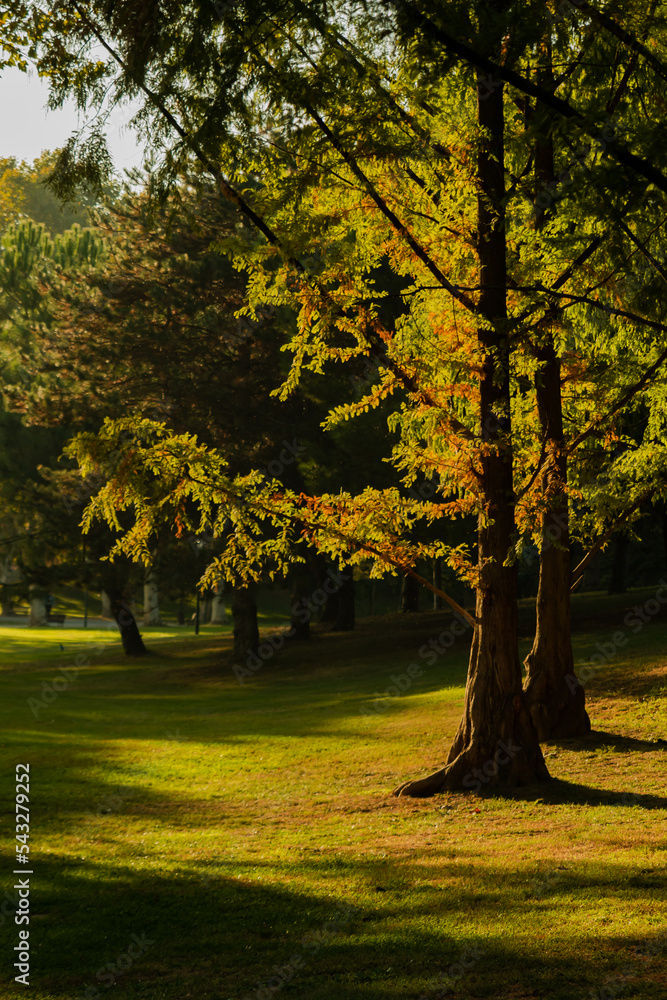 Fototapeta premium fascinating nature and light plays in the park at sunrise , fall season consept