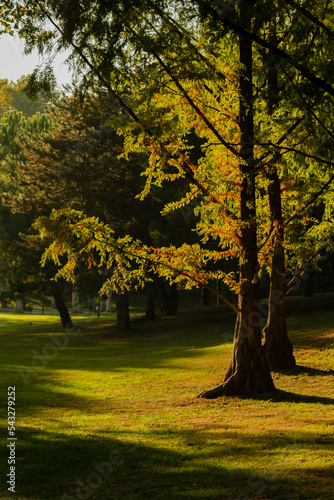 fascinating nature and light plays in the park at sunrise , fall season consept
