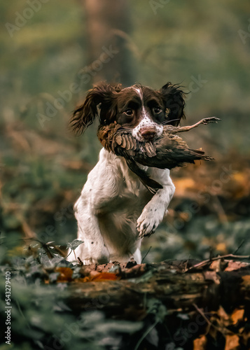 English Springer Spaniel carrying a partridge