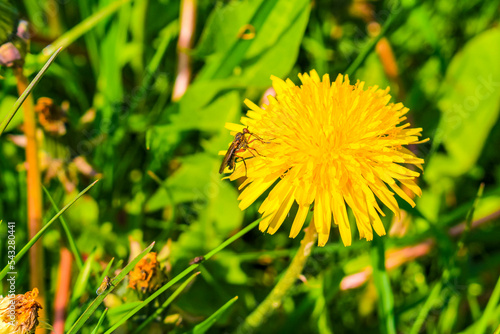 Beautiful yellow dandelion flower blowflower flowers on green meadow Germany. photo