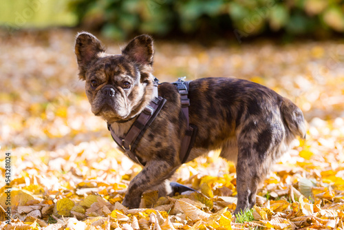 Brindle French Bulldog in the autumn park against the background of fallen leaves. Selective focus