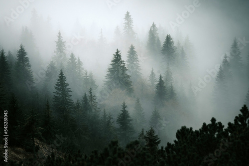Fototapeta Naklejka Na Ścianę i Meble -  Dramatic scenic fog in pine forest on mountain slopes. amazing scenery with foggy dark mountain forest pine trees at autumn. Forest trees on the mountain hills Carpathian Mountains, Slovakia