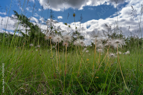 Naturschutzgebiet Wacholderheide Münnerstadt, Unterfranken, Bayern, Deutschland photo