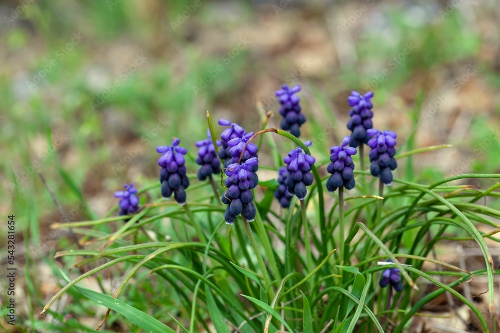 Flower of Muscari commutatum Flower of Muscari commutatum