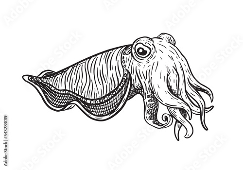 Vector illustration of cuttlefish drawn with black lines on a white background, marine mollusk from the Mediterranean, Spanish gastronomy