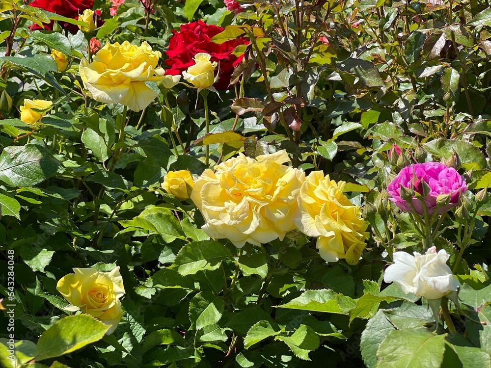 Roses yellow white pink red flowers in the garden at summer. Roses yellow white pink red flowers in the garden at summer.