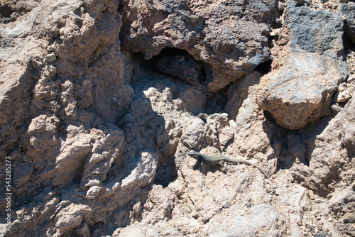 Lizard on volcanic rock near Teide volcano on Tenerife island