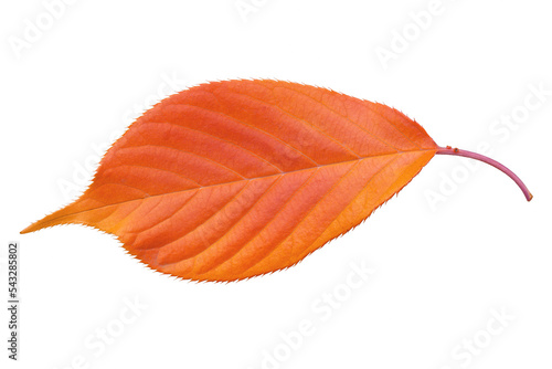 a colorful cut out leaf of a japanese cherry tree in front of a white background