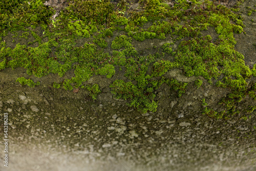 Textured surface with moss as background  closeup