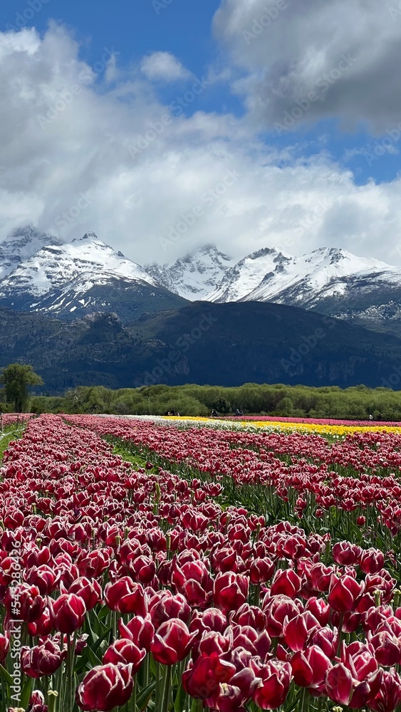Naklejka premium mountain