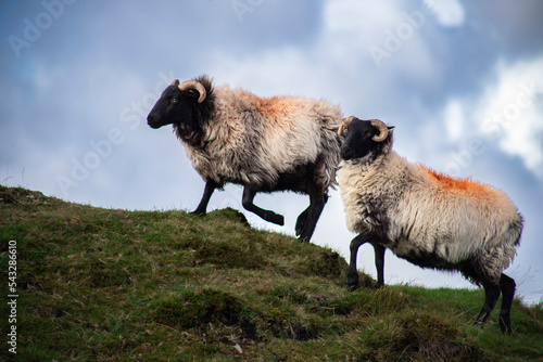 Cute blackface sheep lambs in a field in County Connemara - Ireland
