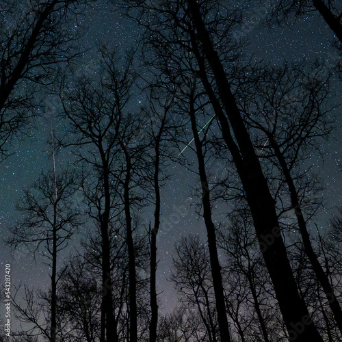 Three meteors streak through a star filled sky behind the silhouettes of trees with no leaves 