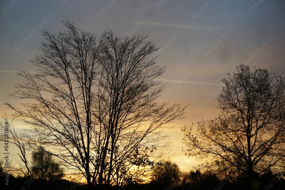 Kahle Bäume vor rot-gelb-blauem Himmel am frühen Morgen bei Sonnenaufgang im Herbst