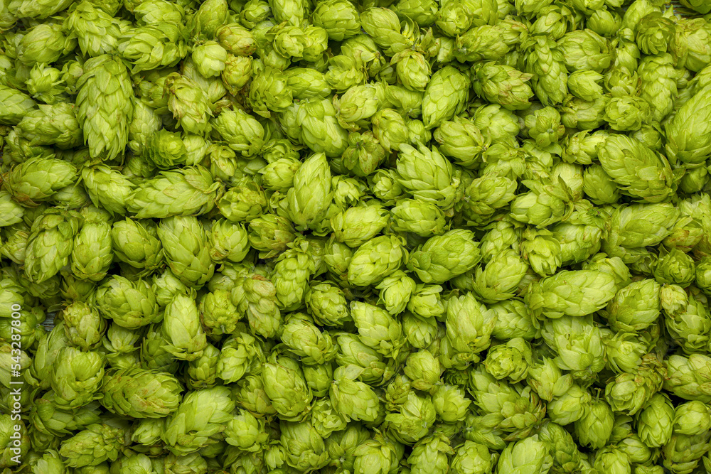 Fototapeta premium Fresh green hops as background, top view