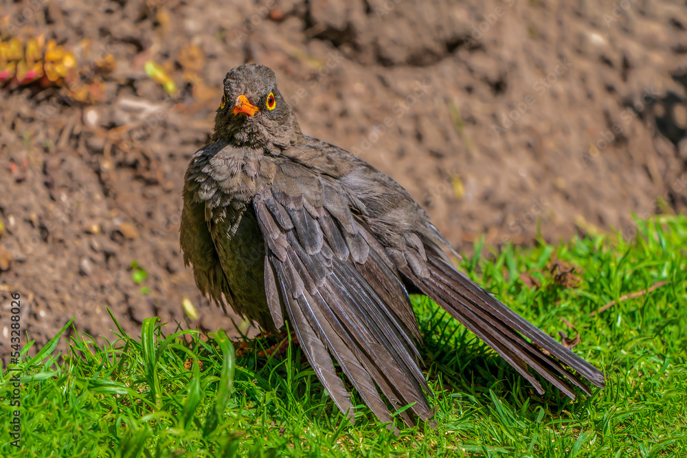 Fototapeta premium blackbird in the grass (Glossy-black thrush)