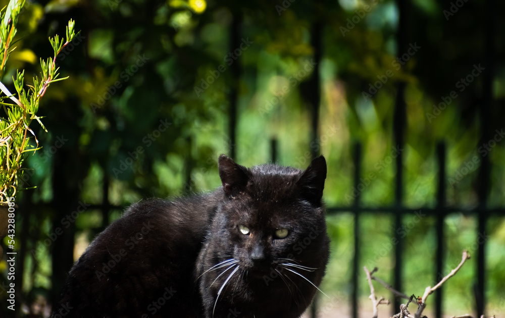 gato de color negro grande en fondo natural de colores verdes. gato de color negro grande en fondo natural de colores verdes.