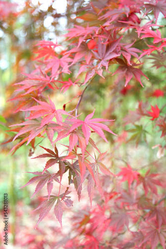 The autumn colours of the Japanese maple 'Shojo-shidare' tree. © Alexandra