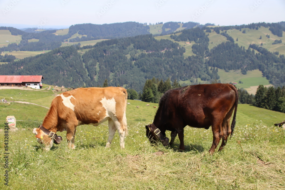 Obraz premium Kühe, Allgäu, Sommer, Panorama , Alpen, Blumen, Hündle, Imberg