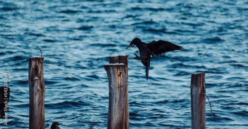  Phalacrocorax brasilianus,cormorán negro, cuervo de mar en la orilla costera aterrizando en los restos de un muelle de madera antiguo  photo